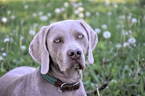 is a weimaraner a hound.